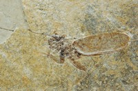 Coléoptère carabe sp